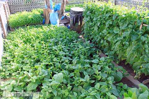 Rau xanh trên đảo Trường Sa Đông được cho là tươi tốt nhất trên quần đảo Trường Sa