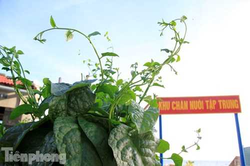 Mồng tơi trên đảo Trường Sa Đông có lá to gấp chục lần lá mồng tơi ở đất liền