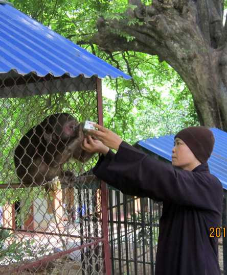 Sư Mơ cho khỉ ăn Sư Mơ cho khỉ ăn