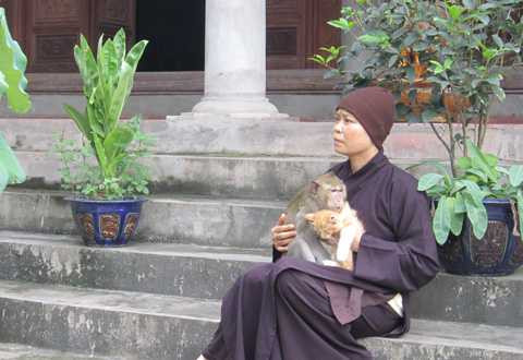 Sư Thích Diệu Mơ thực sự là người mẹ của bầy khỉ Sư Thích Diệu Mơ thực sự là người mẹ của bầy khỉ