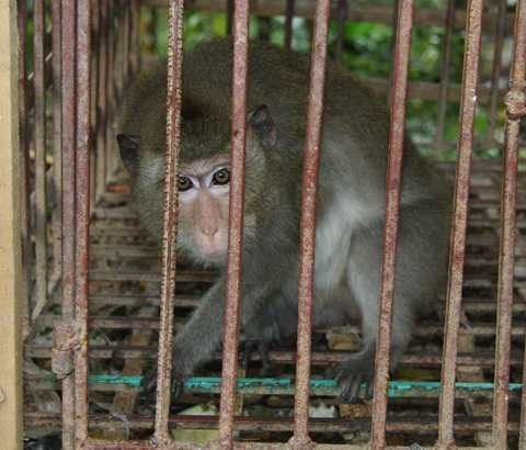 Khỉ được nuôi ở chùa Nhẫm Dương Khỉ được nuôi ở chùa Nhẫm Dương