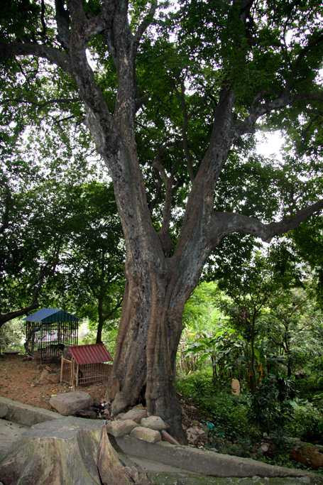 Cây thị 700 tuổi ở chùa Nhẫm Dương, nơi đàn khỉ vẫn thường xuyên trú ngụ Cây thị 700 tuổi ở chùa Nhẫm Dương, nơi đàn khỉ vẫn thường xuyên trú ngụ
