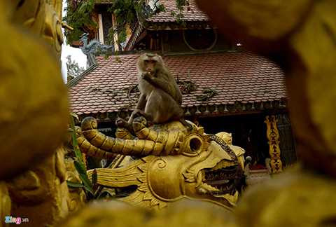 Lang thang khắp ngóc ngách tìm kiếm thức ăn. 