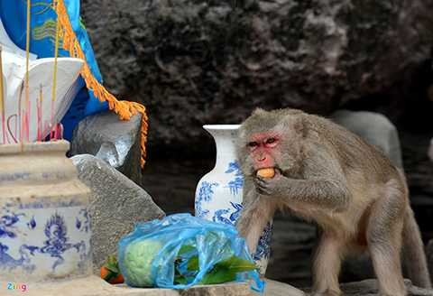 Nguồn trái cây đến chủ yếu do người nhà chùa và du khách mang tới thắp hương cung cấp… Chúng có thể thoải mái lấy đồ ăn ngay trên các ban thờ.