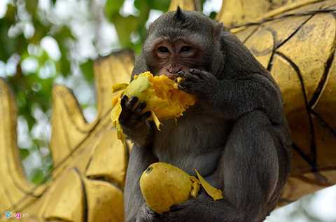 Do một ngày có nhiều người viếng chùa nên lượng thức ăn cho chúng không bao giờ thiếu. Tuy nhiên, cũng có khi bầy khỉ tự hú nhau cướp cả đồ lễ của khách. 