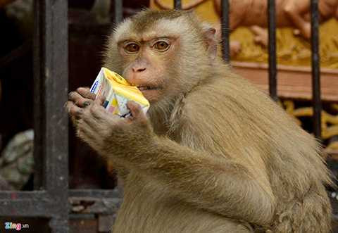 Việc cắn rách những hộp sữa, nước ngọt để thưởng thức cũng không phải là khó khăn đối với chúng.