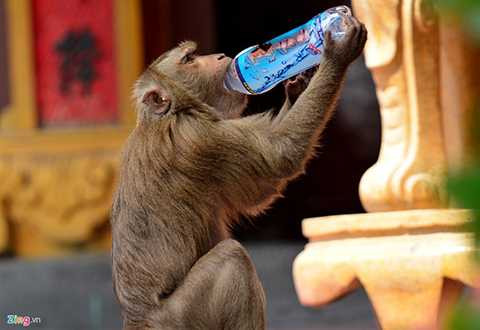 Khi khát chúng cũng có thể mở uống chai nước nào đó do khách để lại. 