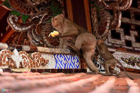 Con khỉ đầu đàn rất hung dữ, luôn cảnh giác với những người đến gần. Vì thế, có người mang khỉ lên chùa phóng sinh, thấy có con khỉ lạ nào xuất hiện, khỉ đầu đàn sẽ huy động cả bầy tấn công, không cho gia nhập đàn. 