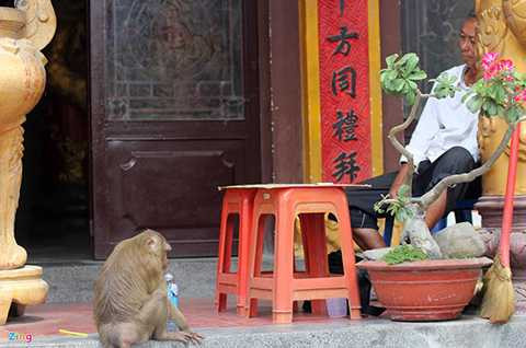 Những chú khỉ đã trở nên quen thuộc đối với các nhà sư, người bán hàng lâu năm ở ngôi chùa này. 