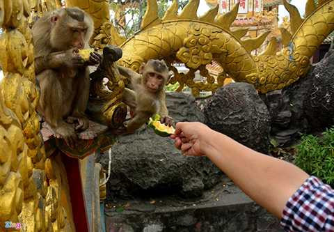 Người tới chùa có thể tận tay đưa thức ăn cho chúng. 