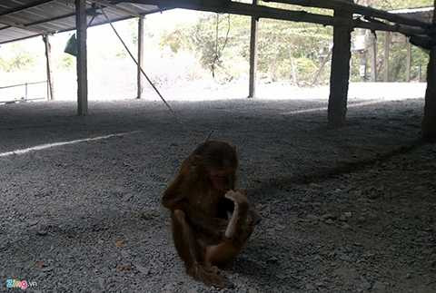 Dù hiện tại đàn khỉ núi Châu Thới đang được nhà chùa và người dân trong vùng gắng công bảo vệ nhưng khó canh giữ vì vẫn nhiều kẻ xấu tiếp tục rình rập, chờ săn bắt trộm cả ngày lẫn đêm. Trong ảnh, một con khỉ bị bắt trói bán ngay dưới chân núi Châu Thới.