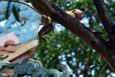 Các thế hệ khỉ vui nhộn, chuyền cành giữa cảnh sắc thiên nhiên hữu tình. 