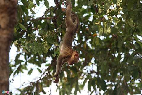 Nghịch ngợm nhất là những chú khỉ con.