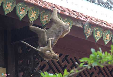 Những cặp khỉ mẹ - con cũng chạy nhảy, đu mình khắp các khu vực trong chùa.