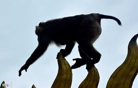 Chúng nhanh nhẹn nhảy qua những góc cạnh kiến trúc chùa.