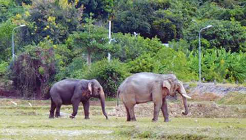 Hẹn nhau về chốn rừng già.