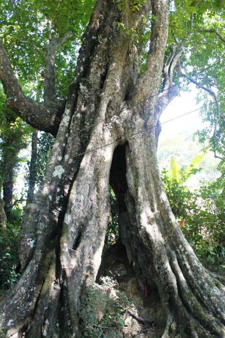 Cây thị cổ thụ rỗng gốc kỳ lạ ở Hà Tĩnh.