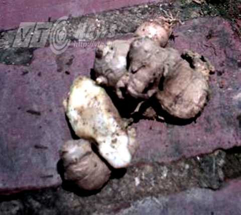 Củ ngải mà thầy bùa Nhẻo thường dùng