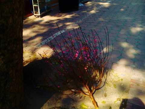 Hết Tết, đào Tết, chất thành rác, Bính Thân, bãi rác, Hà Nội, công nhân vệ sinh