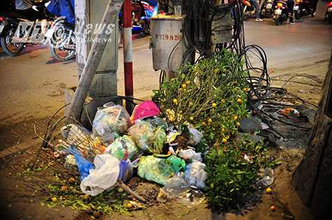 Cũng giống như đào, quất cũng bị vứt bỏ sớm do thời tiết nắng nóng.