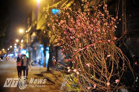 Đối với các cành đào nhỏ sẽ được người cao công giắt vào thành xe, còn những cành đào có kích thước lớn đành để trên vỉa hè đợi xe chuyên dụng đến ép lại, mang đi.