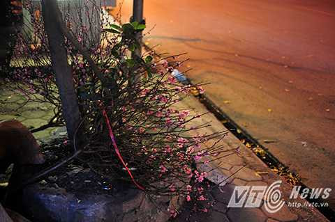 Người đàn ông này cho biết, do thời tiết nắng nóng kéo dài trong dịp Tết nên hoa đào nở nhanh và cũng chóng tàn hơn.