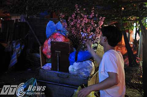 Người đàn ông này cho biết, do thời tiết nắng nóng kéo dài trong dịp Tết nên hoa đào nở nhanh và cũng chóng tàn hơn. 