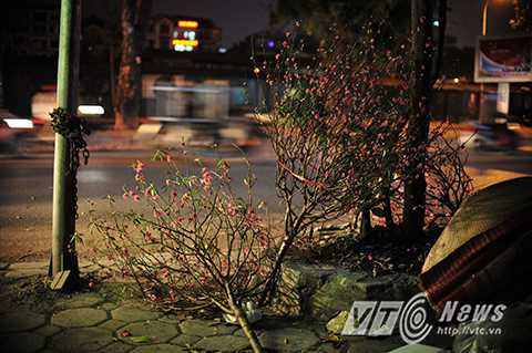 Những “bãi rác đào” khổng lồ xuất hiện trên nhiều tuyến phố ở Hà Nội sau Tết.