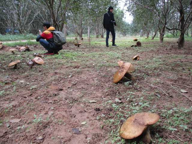 Những cây nấm khổng lồ trong vườn Thanh Trà của người dân xứ Huế khiến cộng đồng mạng tò mò.