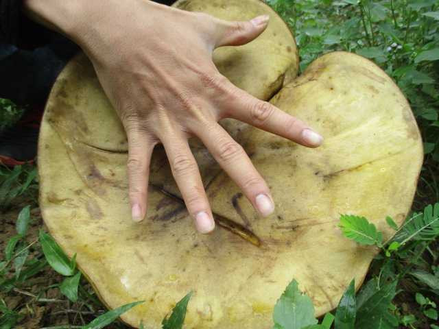 Kỳ dị những cây nấm khổng lồ mọc dưới gốc thanh trà ở Huế