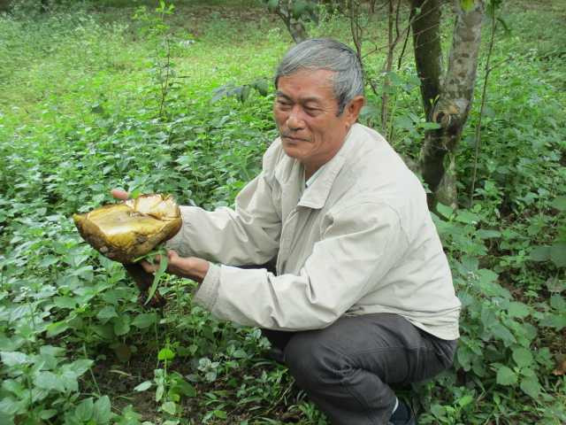 Kỳ dị những cây nấm khổng lồ mọc dưới gốc thanh trà ở Huế