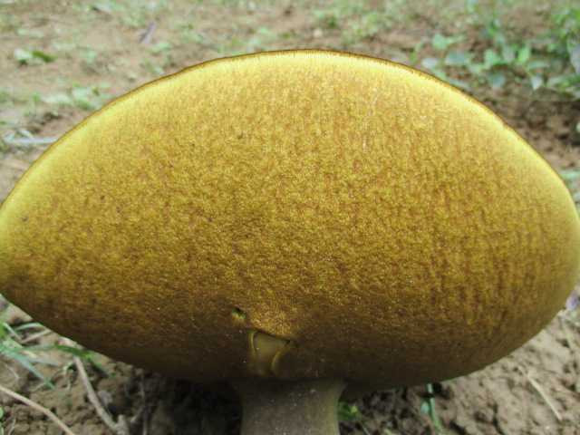 Kỳ dị những cây nấm khổng lồ mọc dưới gốc thanh trà ở Huế