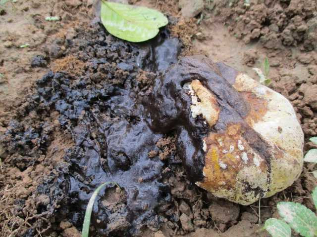 Mọc được vài ngày thì nấm tàn, thối rữa và bốc mùi.