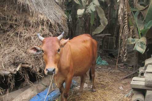 Bò mẹ đã sinh bê con 2 đầu