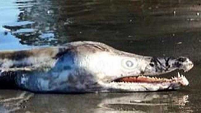 Phần đầu kỳ dị của con thủy quái