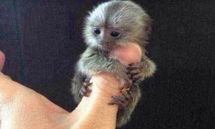 Khỉ lùn pygmy marmoset (Cebuella pygmaea), loài khỉ nhỏ nhất thế giới, là động vật bản xứ ở những cánh rừng mưa vùng phía tây lòng chảo Amazon thuộc Nam Mỹ. Tại Trung Quốc, chúng đang được rao bán trái phép với giá hơn 4.500 USD. 