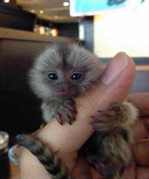 Trên mạng <a href='https://vtcnews.vn/xa-hoi.2.0.html' >xã hội</a> Weibo, một chủ tiệm trang sức họ Chen đăng ảnh khoe chú khỉ lùn như một món đồ trang sức. Báo đốm tuyết và sếu đầu đỏ chẳng là gì trong số quà tặng năm mới của tôi. Xin mời gặp Xiao Shen, Chen viết. Ảnh: Weibo.