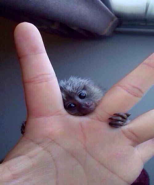 People's Daily hôm qua đưa tin, giống khỉ tí hon có biệt danh là khỉ ngón tay cái và có thể thay thế vị trí của những chiếc nhẫn kim cương xa xỉ trên tay các phú gia. Ảnh: Weibo.