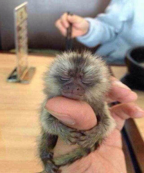 Theo Chen chia sẻ với những người quan tâm, con khỉ lùn tên Xiao Shen mà ông đang sở hữu có giá 4.564 USD. Ảnh: Weibo.