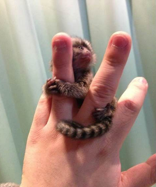 Việc mua bán khỉ lùn là bất hợp pháp. Nhiều cơ quan chính phủ đang giám sát hoạt động này, một chuyên gia của chính phủ Trung Quốc cho biết. Ảnh: Weibo.