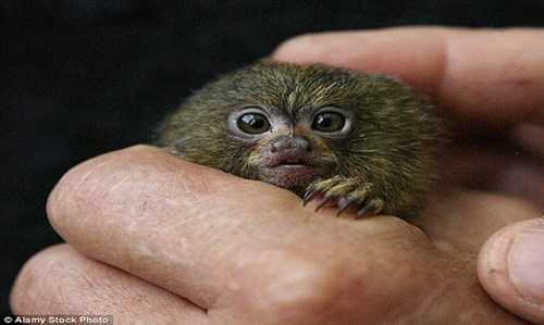 Khỉ lùn được Liên minh Bảo tồn Thiên nhiên Quốc tế đưa vào sách đỏ dành cho động vật có nguy cơ tuyệt chủng cao. Ảnh: Alamy.