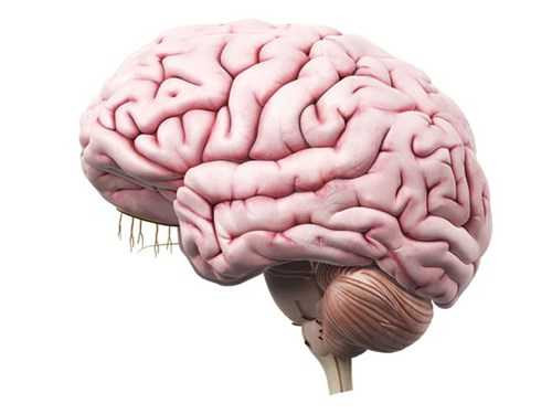 Hình ảnh não bộ ở người. Hình ảnh não bộ ở người.