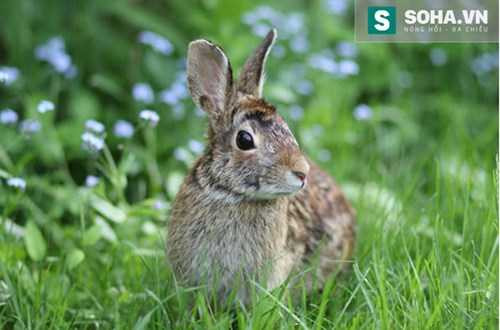 Các nhà khoa học thử nghiệm làm đông lạnh bộ não thỏ.