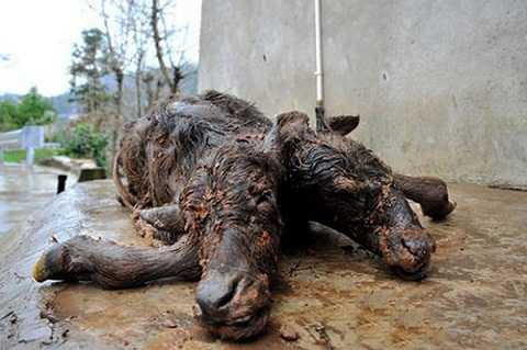 Chú bê hai đầu kỳ dị