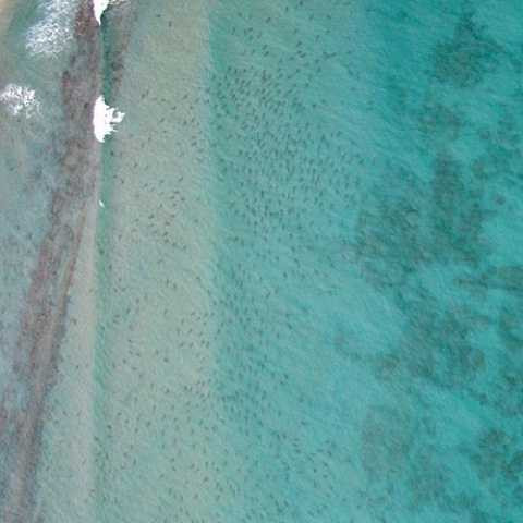 Hình ảnh hàng nghìn con cá mập di cư khiến nhiều người phát hoảng Hình ảnh hàng nghìn con cá mập di cư khiến nhiều người phát hoảng