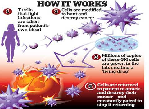 Các bước tiến hành liệu pháp T-Cell. Ảnh Daily Mail