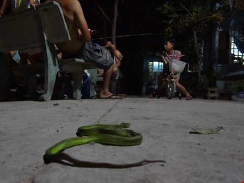 Phát hoảng, phát hiện, rắn lục đuôi đỏ, đu bên cửa, người dân, TP HCM