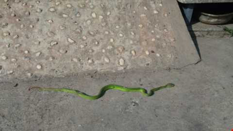 Phát hoảng, phát hiện, rắn lục đuôi đỏ, đu bên cửa, người dân, TP HCM