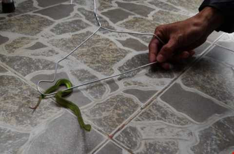 Phát hoảng, phát hiện, rắn lục đuôi đỏ, đu bên cửa, người dân, TP HCM