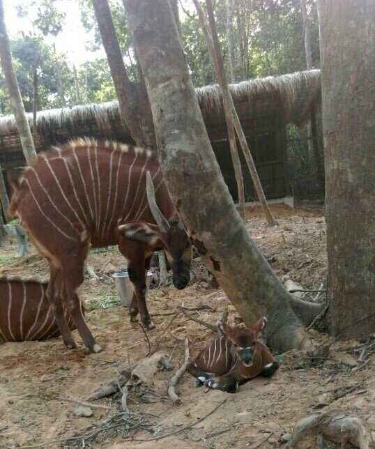 Linh dương Bongo ra đời tại Vinpearl Safari Phú Quốc